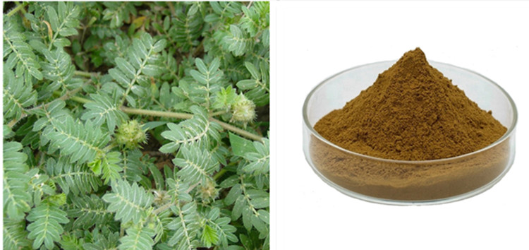 Tribulus terrestris extract.jpg